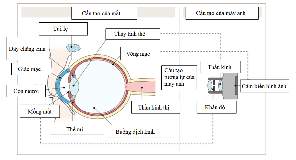 co-che-hoat-dong-cua-mat Cơ chế hoạt động của mắt